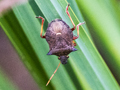 Picromerus bidens
